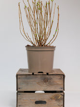products/SotoProductShootLowQ-2080.jpg